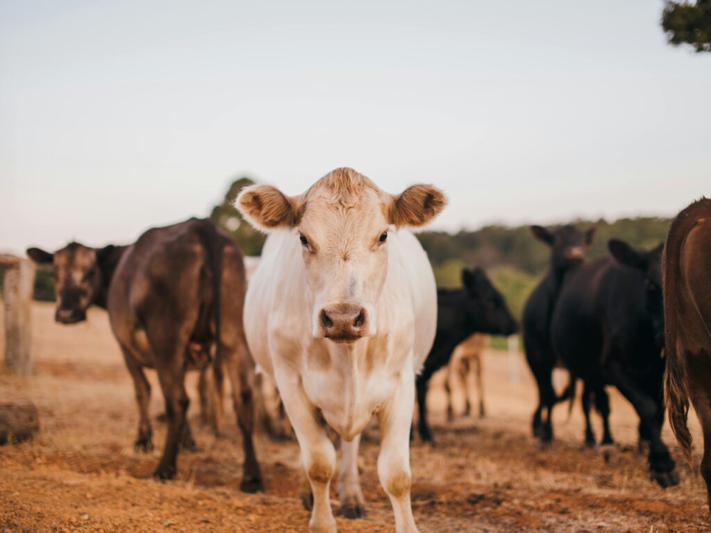 A herd of cows in a rural setting, showcasing the tranquility of countryside life.